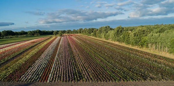 Aerial view of colorful rose fields