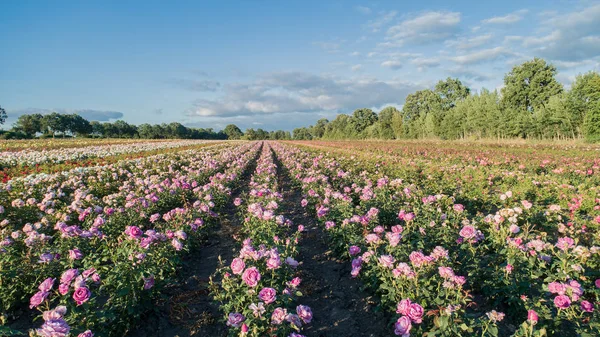 Aerial view of colorful rose fields