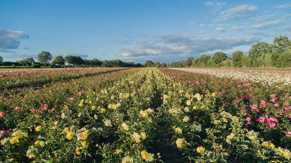 Aerial view of colorful rose fields