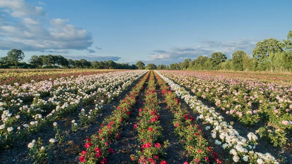 Aerial view of colorful rose fields