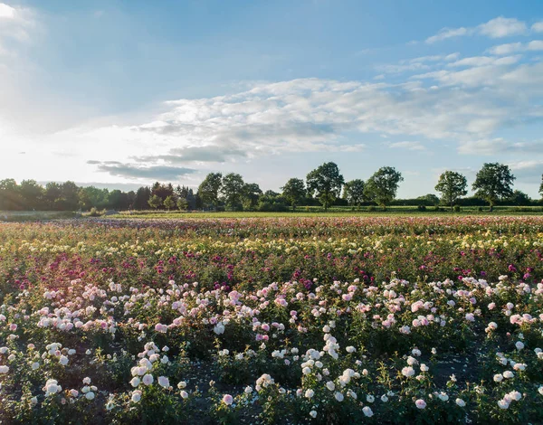 Aerial view of colorful rose fields