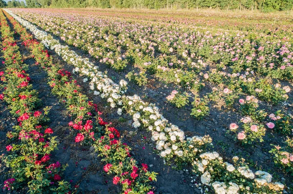 Aerial view of colorful rose fields