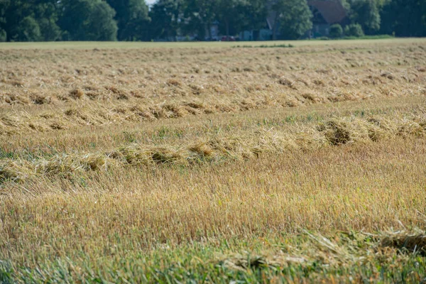 穀物の収穫コンバイン刈取 — ストック写真