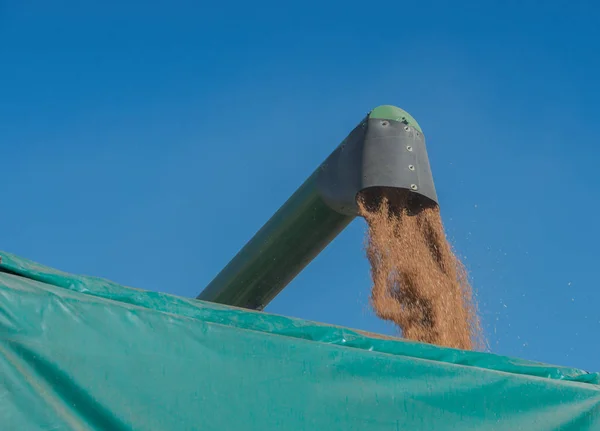 밀밭에서 일하도록 수확하는 압축기 — 스톡 사진