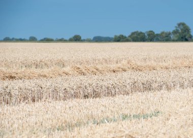 Buğday tarlasını hasat eden tarım makinesini birleştirin.