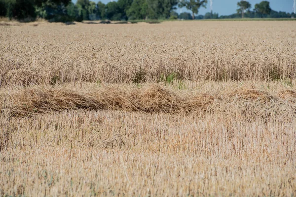 Combine Harvester Agricultura Máquina Colheita Campo Trigo Maduro Dourado — Fotografia de Stock