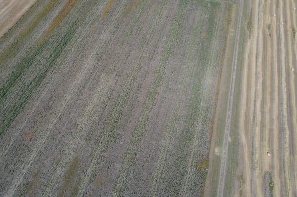 Pesawat Drone Terbang Atas Lapangan Bola Putaran Jerami — Stok Foto