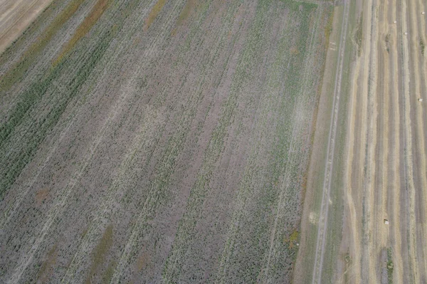 Lot Dronem Nad Słomkowym Okrągłym Polem Kulowym — Zdjęcie stockowe