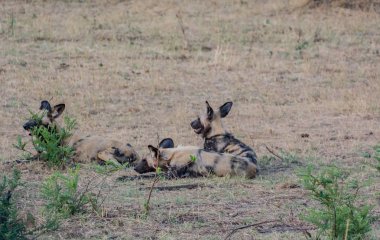 Afrika Vahşi köpekler Savannah Zimbabve, Güney Afrika