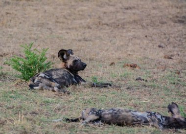Afrika Vahşi köpekler Savannah Zimbabve, Güney Afrika