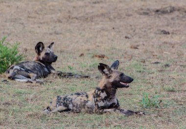 Afrika Vahşi köpekler Savannah Zimbabve, Güney Afrika