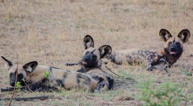 Afrika Vahşi köpekler Savannah Zimbabve, Güney Afrika