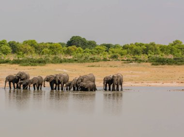 Güney Afrika 'nın Zimbabve ovasındaki filler.