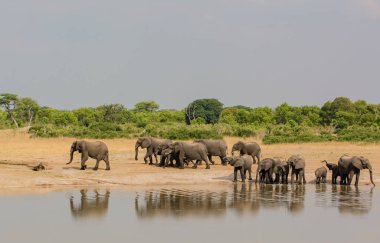 Güney Afrika 'nın Zimbabve ovasındaki filler.