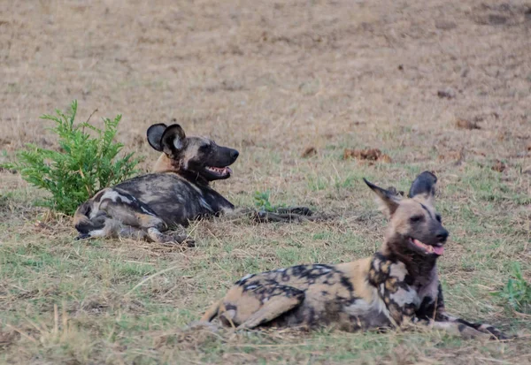 Perros Salvajes Africanos Sabana Zimbabue Sudáfrica — Foto de Stock