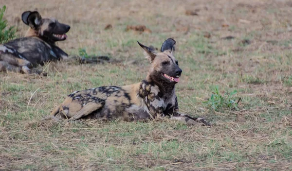 Perros Salvajes Africanos Sabana Zimbabue Sudáfrica — Foto de Stock