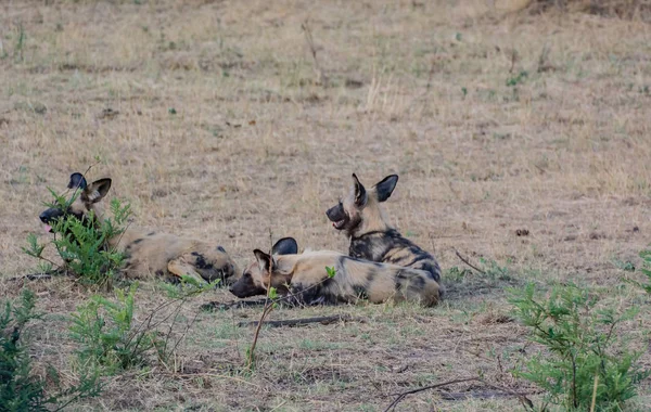 Afrikanische Wildhunde Der Savanne Vor Zimbabwe Südafrika — Stockfoto