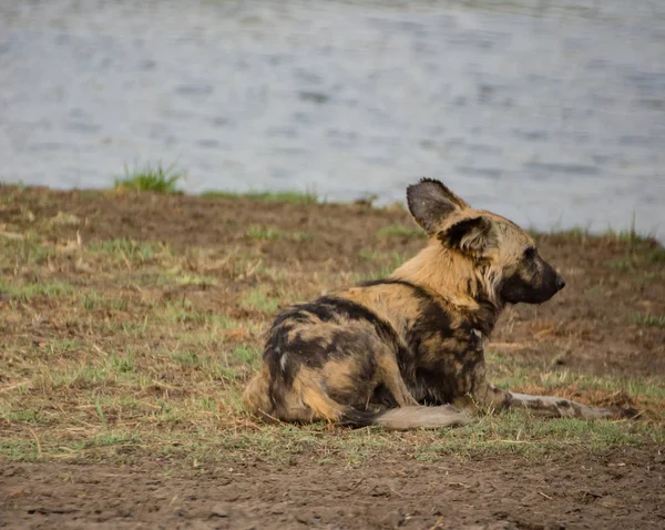 Αφρικανικά Αγριόσκυλα Στη Σαβάνα Μακριά Στη Ζιμπάμπουε Νότιος Αφρική — Φωτογραφία Αρχείου