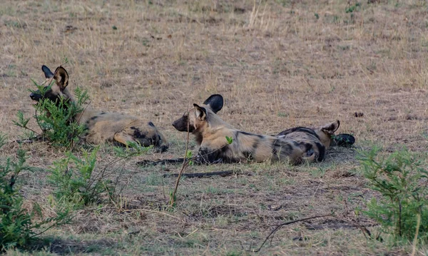 Cani Selvatici Africani Nella Savannah Zimbabwe Sud Africa — Foto Stock