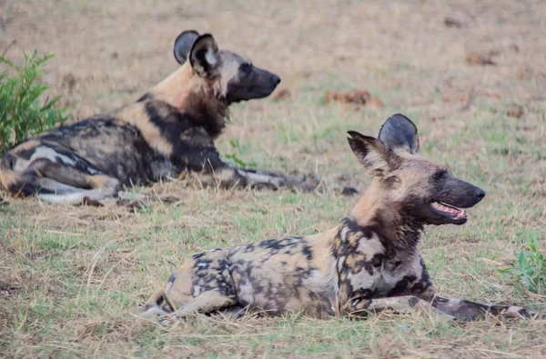 Afrikanische Wildhunde Der Savanne Vor Zimbabwe Südafrika — Stockfoto