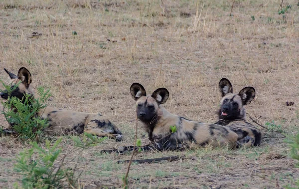 Africký Divoký Dogs Savannah Vypnout Zimbabwe Jihoafrická Republika — Stock fotografie