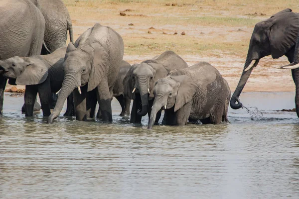 Elephants in the savanna of in Zimbabwe, South Africa