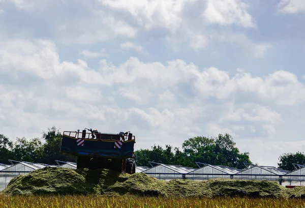 Corn Crop Agricultural Activity Harvest Season — Stock Photo, Image