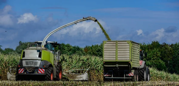 Maïsoogst Landbouwactiviteit Voor Het Oogstseizoen — Stockfoto