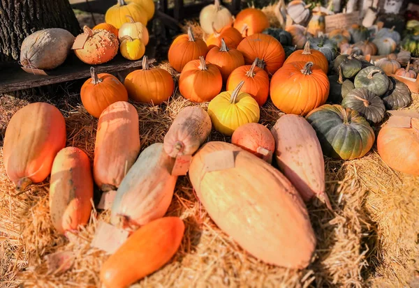 Calabaza Acción Gracias Mercado —  Fotos de Stock