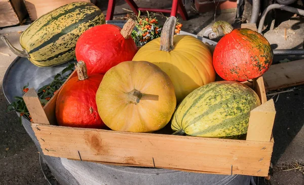 Calabaza Acción Gracias Mercado —  Fotos de Stock