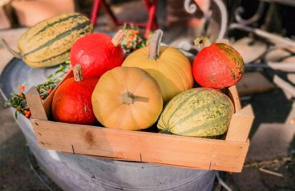 Calabaza Acción Gracias Mercado —  Fotos de Stock