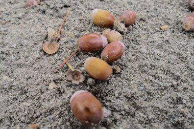 Meşe palamudu kumlu bir altta yatan