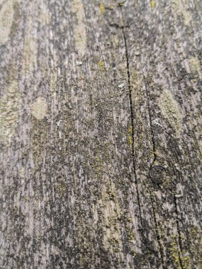 Ahşap duvar doku ve arka plan için beste