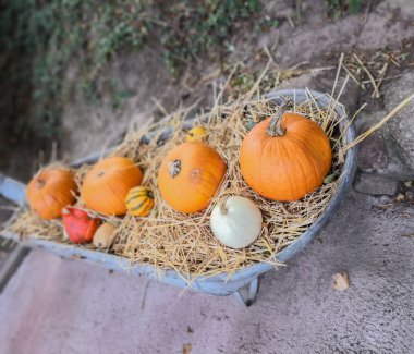 Şükran Günü'nde kabak bir pazarında