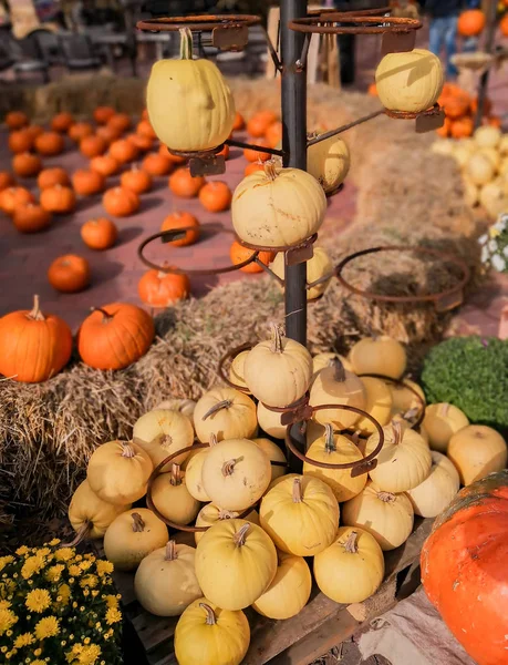 Calabaza Acción Gracias Mercado —  Fotos de Stock