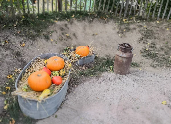 Pumpkin Thanksgiving Market — Stock Photo, Image