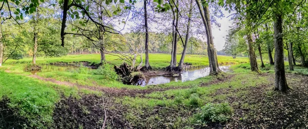 Waldlandschaft Als Hintergrund — Stockfoto