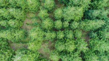 Karışık bir ormanın havadan görünümü