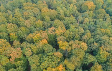 Karışık bir ormanın havadan görünümü