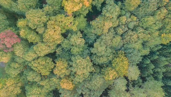 Αεροφωτογραφία Του Ένα Μικτό Δάσος — Φωτογραφία Αρχείου