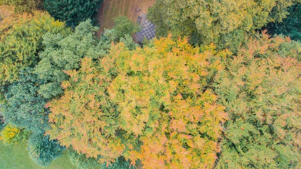 Las Hojas Tienen Color Diferente Principios Otoño — Foto de Stock