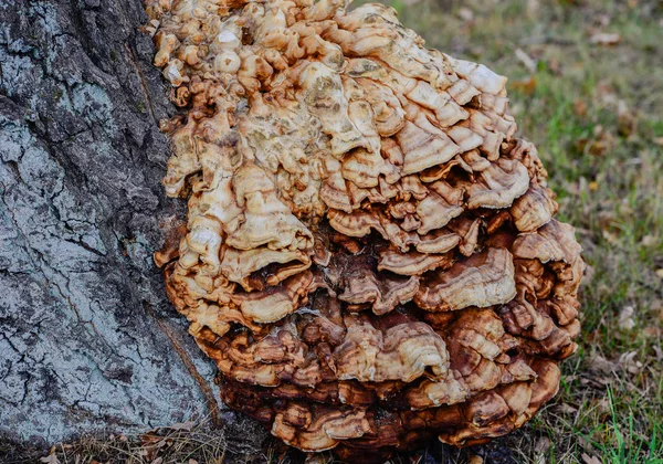 Boom Schimmel Vestigt Zich Bomen — Stockfoto