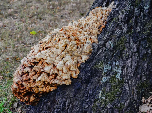 Tree Fungus Settles Trees — Stock Photo, Image