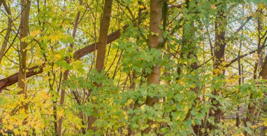 Yaprakları farklı bir renk sonbahar başında olsun.