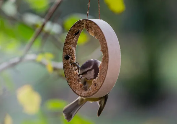 small great tit eats at Fat Ball