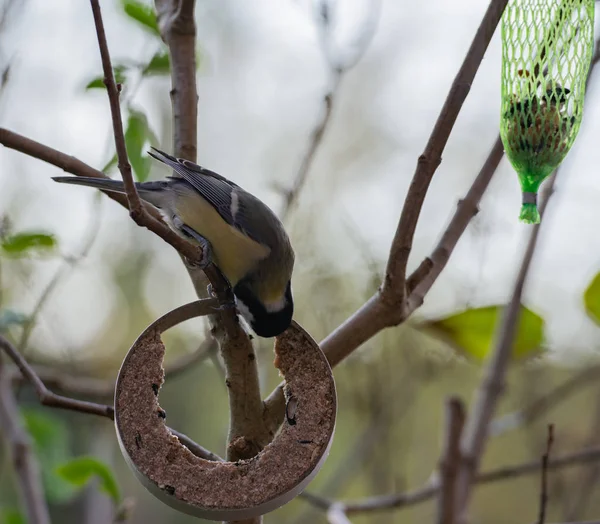 Pequeno Grande Tit Come Fat Ball — Fotografia de Stock