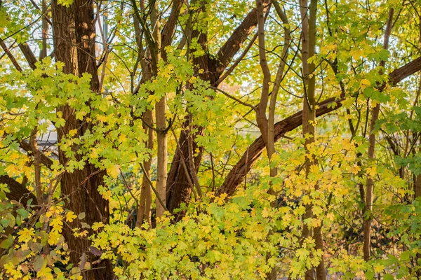 Blätter Bekommen Herbstbeginn Eine Andere Farbe — Stockfoto