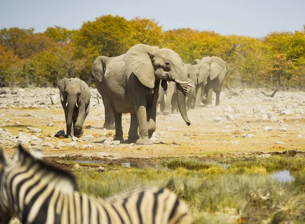 Elefantes Parque Nacional Etosha Namibia Sudáfrica — Foto de Stock
