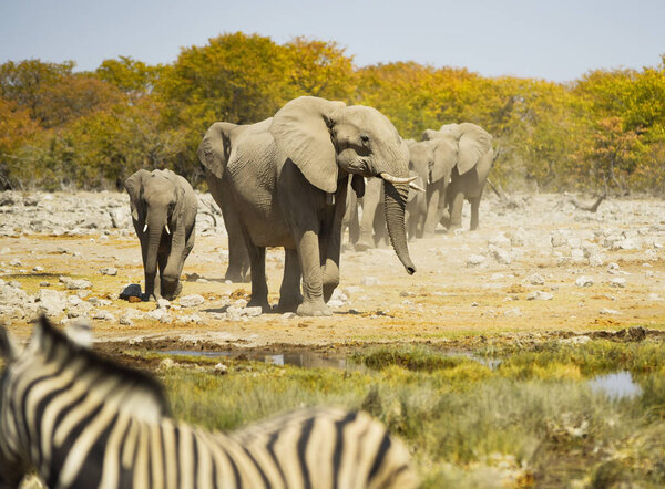 elephants in the Etosha National Park Namibia South Africa