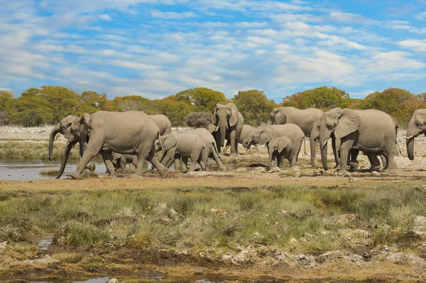 Elephants Etosha National Park Namibia South Africa — Stock Photo, Image